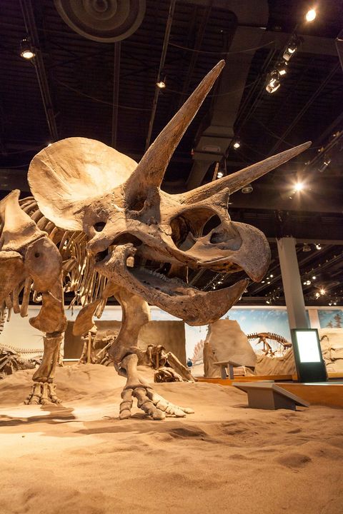 Dit gipsafgietsel van een Triceratops horridus is te zien in het Royal Tyrell Museum in Alberta Canada De in 1889 voor het eerst beschreven Triceratops was de eerste gehoornde dinosaurir of Ceratopsia die bekend werd Inmiddels zijn ruim tachtig andere soorten Ceratopsia beschreven die voor het overgrote deel uit NoordAmerika stammen Elk jaar worden nieuwe Ceratopsia ontdekt