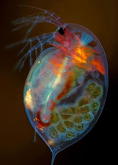 Deze caleidoscopische opname van de Poolse fotograaf Marek Mi toont een zwangere Daphnia magna een minuscule watervlo