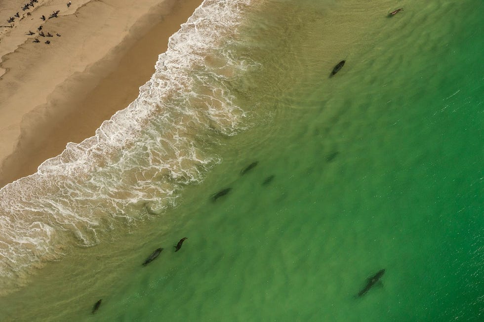 Kegelrobben geven de voorkeur aan de zandstranden van Cape Cod wat hongerige witte haaien aantrekt
