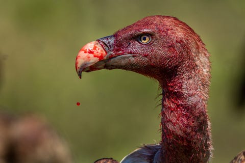 Verstoorde vogel Een Rppells gier neemt een pauze tijdens het vreten van een bloedig karkas in het nationale park van Serengeti in Tanzania Gierenpopulaties gaan in heel Afrika snel achteruit zegt fotograaf Charlie Hamilton James