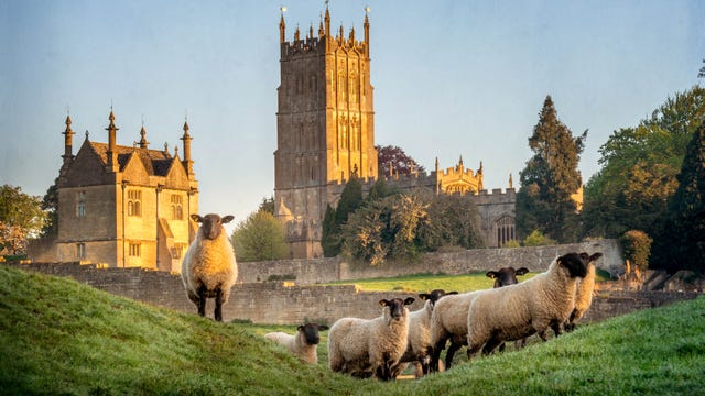 sheep in cotswolds