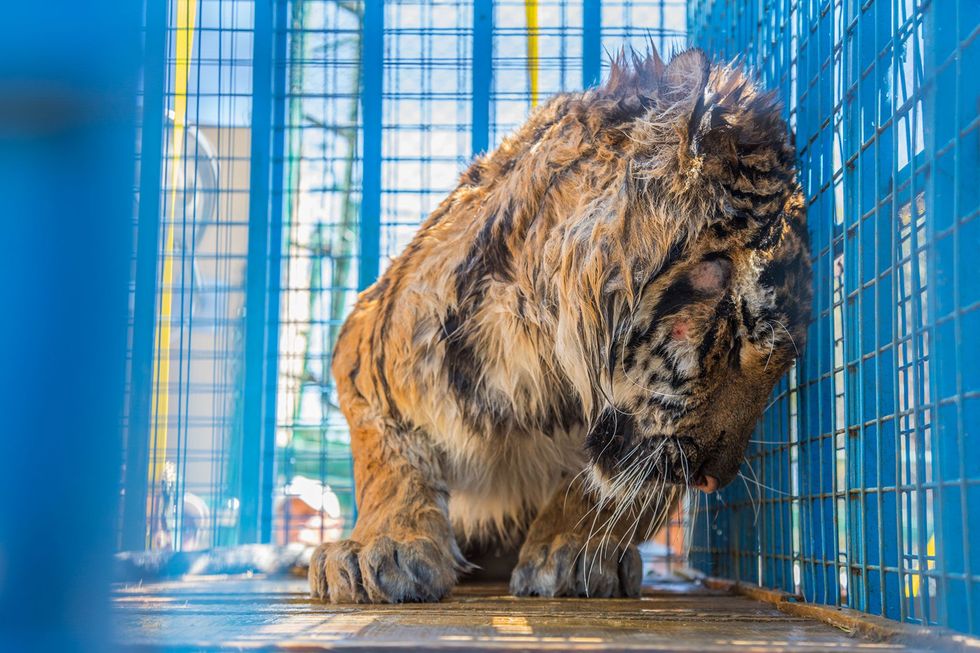 Veel van de geredde dieren waaronder Sultan de tijger waren uitgehongerd en uitgedroogd of leden aan ernstige ziektes toen ze in hun permanente verblijven in Jordani arriveerden