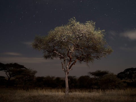 SERENGETI NATIONAL PARK TANZANIANa een dagenlange trektocht door eindeloos grasland in Serengeti National Park sloeg fotograaf Gabriele Galimberti haar kamp op in een klein acaciabos dat werd beschenen door maanlicht Galimberti moest aan de tijd denken dat ze een jonge student was toen ze deze foto maakte Ik weet nog goed dat er een zomer was dat ik het geweldig vond om s nachts te fotograferen en flitslicht gebruikte om een andere sfeer te creren