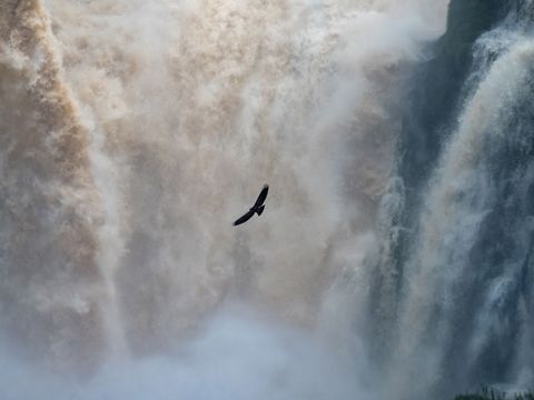 WATERVALLEN VAN IGUAZ BRAZILI  Een zwarte gier zweeft boven de watervallen van Iguaz op de grens tussen Brazili en Argentini De majestueuze watervallen zijn driemaal zo breed als die van Niagara en in het regenseizoen in de winter stort hier ruim 127 miljoen liter water per seconde over de rotsen naar beneden