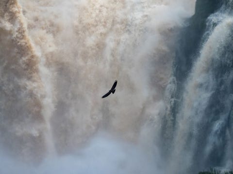 WATERVALLEN VAN IGUAZÚ, BRAZILIË WATERVALLEN VAN IGUAZ BRAZILI Een zwarte gier zweeft boven de watervallen van Iguaz op de grens tussen Brazili en Argentini De majestueuze watervallen zijn driemaal zo breed als die van Niagara en in het regenseizoen in de winter stort hier ruim 127 miljoen liter water per seconde over de rotsen naar beneden