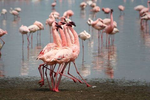 Flamingos Lake Nakuru Kenya