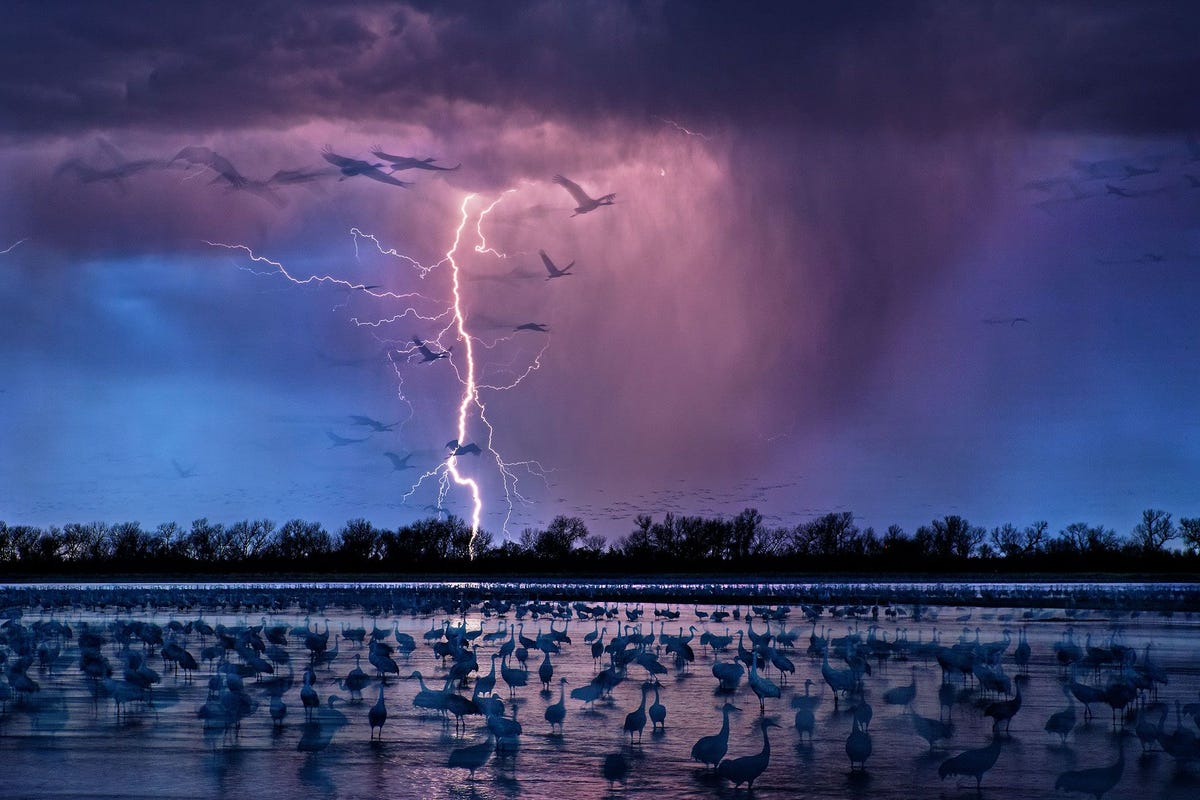 Terwijl een bliksemlicht de avondhemel boven Wood River Nebraska doorsnijdt zijn ruim vierhonderdduizend Canadese kraanvogels neergestreken in ondiepe delen van de rivier de Platte die wordt gevoed door een ondergronds waterreservoir De grote trompetterende vogels met hun rode kuif komen hier broeden