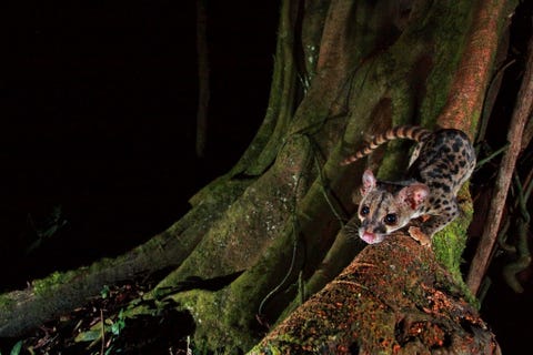 AFRIKAANSE LINSANGOp jacht op het eiland Bioko in EquatoriaalGuinea sluipt een Afrikaanse linsang Poiana richardsonii door de nacht Deze katachtige vleeseters wegen doorgaans minder dan een kilo