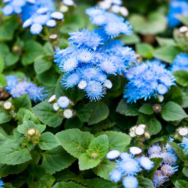 16 plants that are natural insect repellent