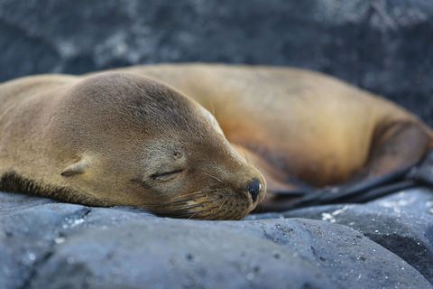 Gewoon een prachtige slapende zeehond schrijft Your Shotfotograaf Vladimir Snegov