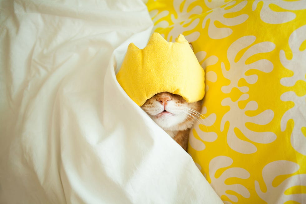 snooze in the sweet spot