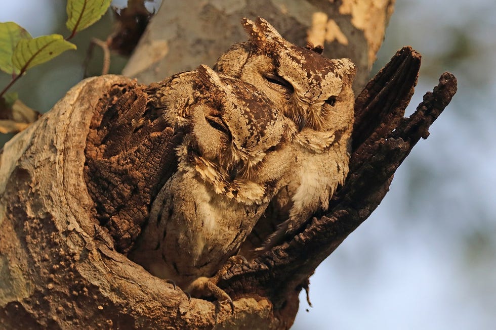 Strange birds. Otus bakkamoena. Ошейниковая совка (Otus bakkamoena). Птица ошейниковая Сова. Сова ошейниковая алая.