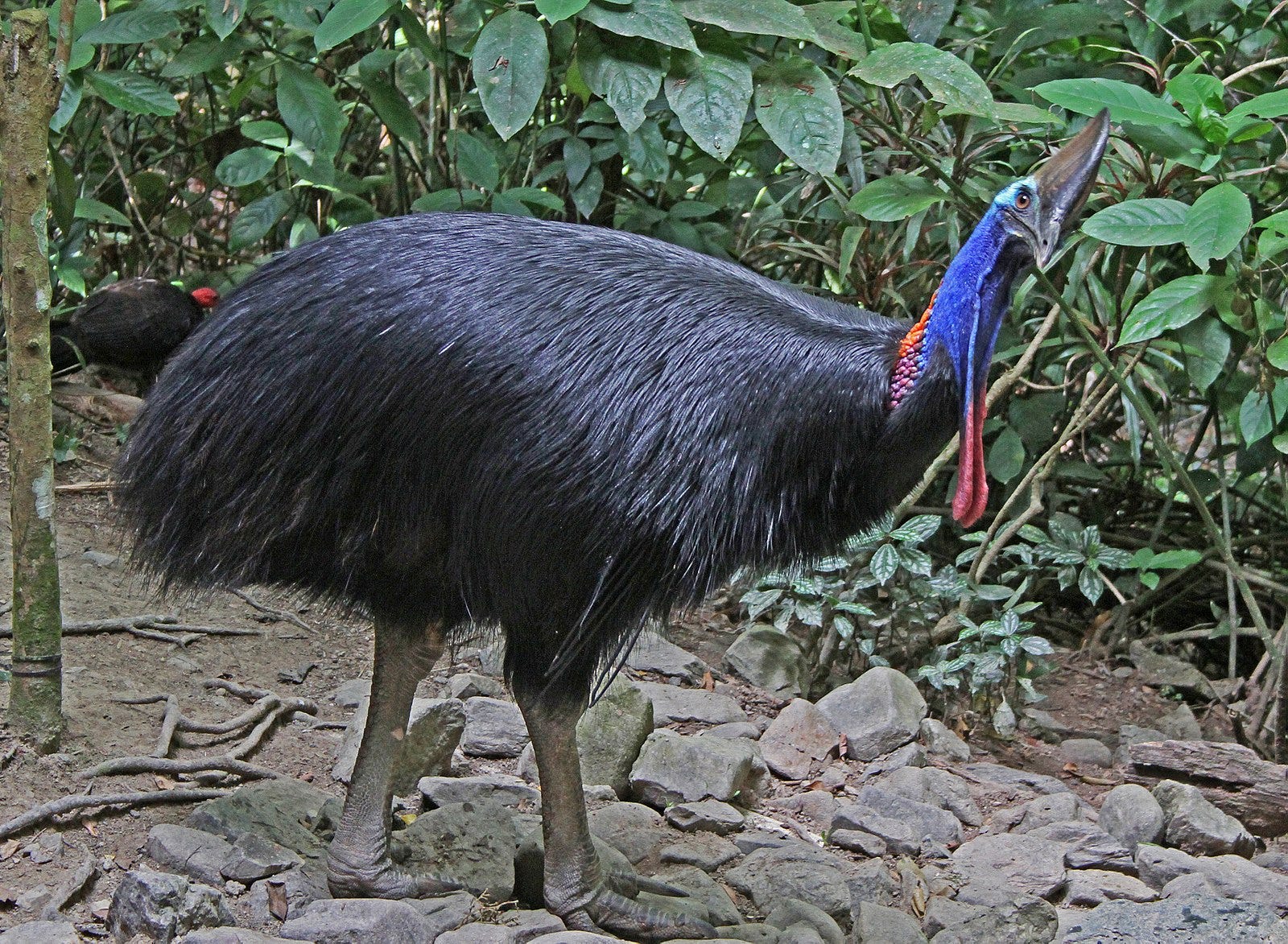 Weirdest Birds | Strange Looking Birds