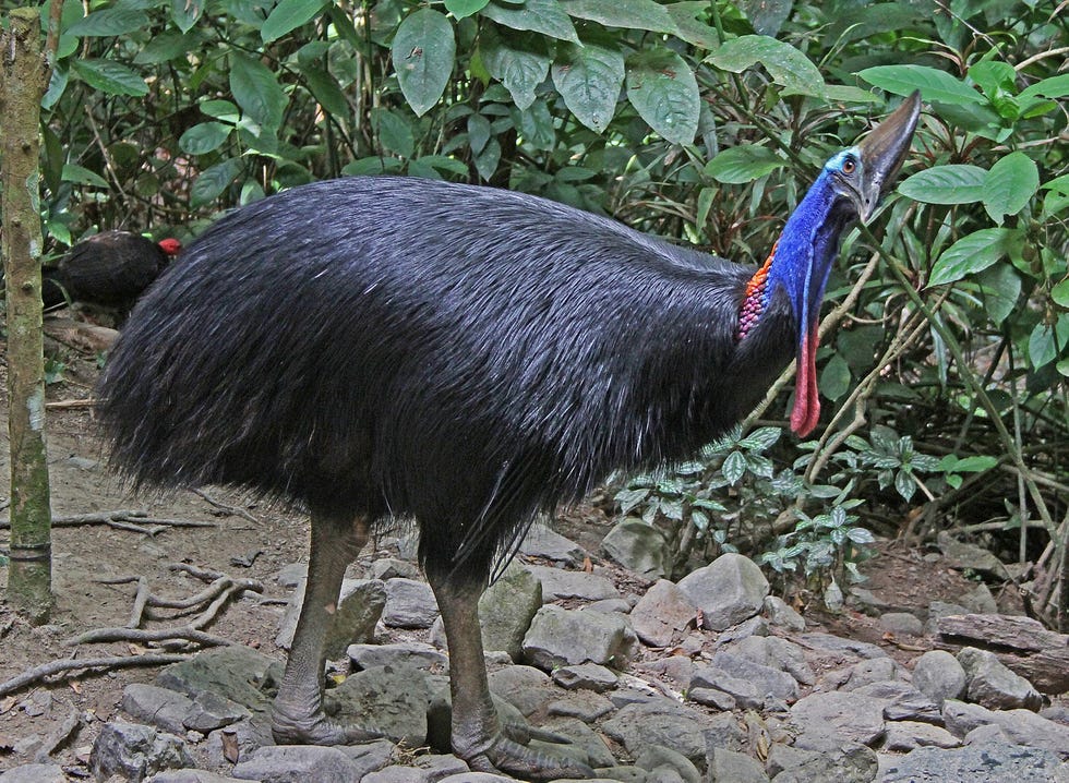 Bird, Cassowary, Flightless bird, Vertebrate, Casuariiformes, Ratite, Beak, Emu, 