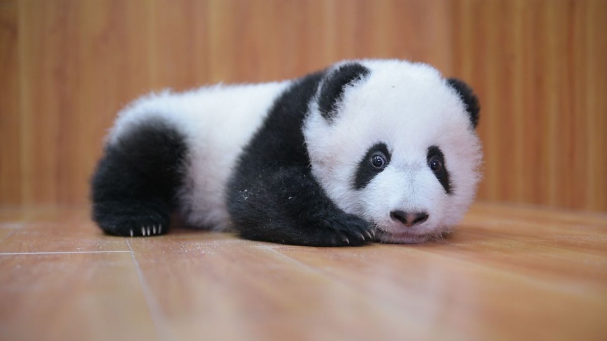 preview for Geboorterecord van maar liefst 42 panda's
