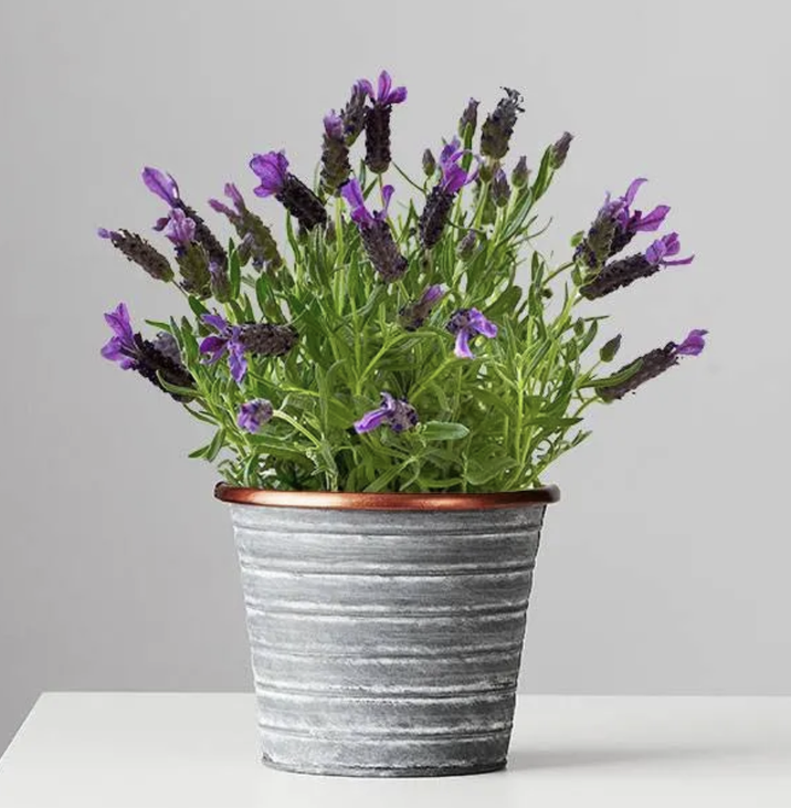 lavender house plants that help you sleep