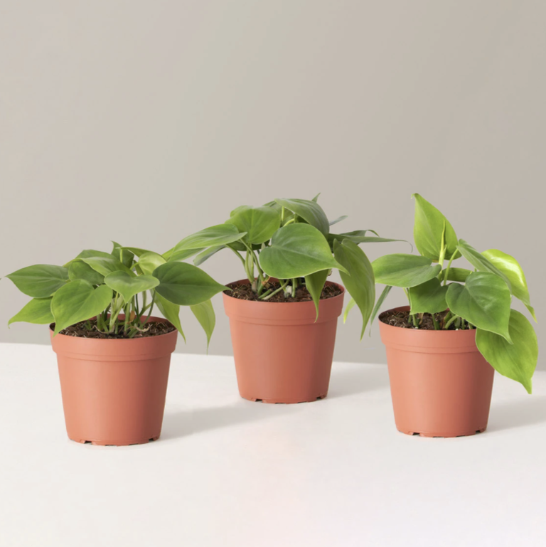 heartleaf philodendron home plants that help you sleep