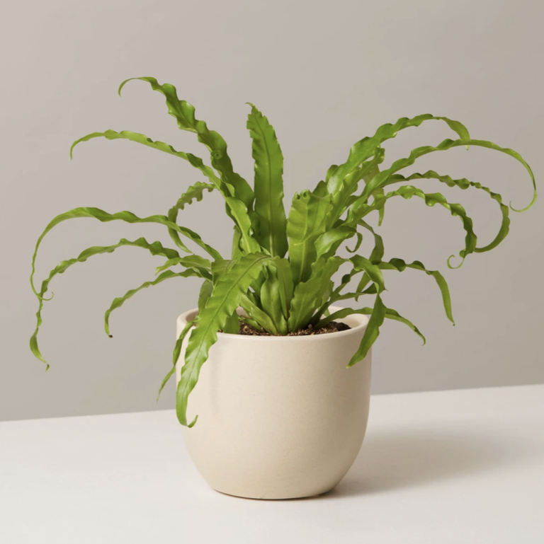 ferns home plants that help you sleep
