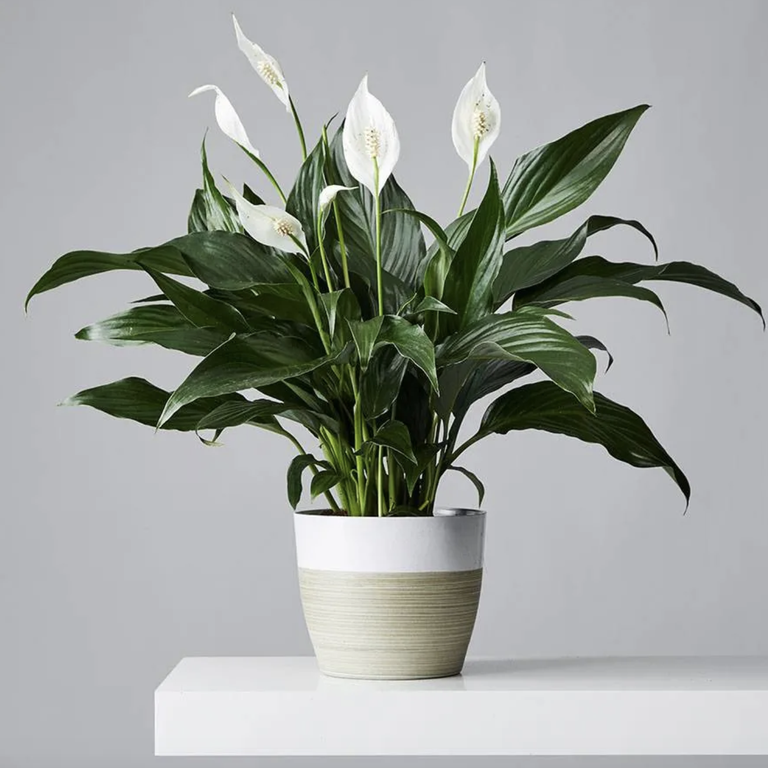 peace lily plant home plants that help you sleep
