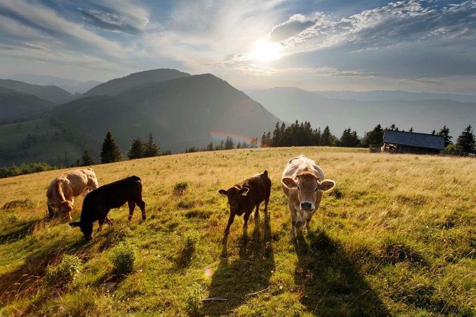 Almrunderen op de Teichalm Oststeiermark