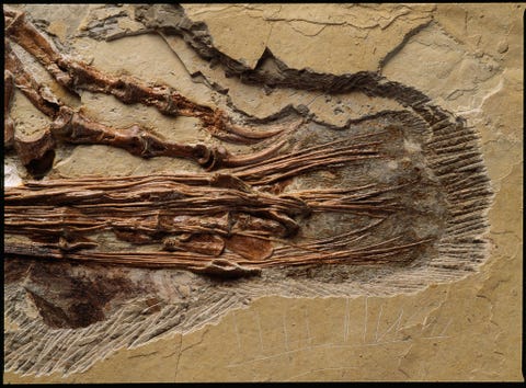 https://www.nationalgeographic.com/content/dam/science/2018/09/21/dino_gallery/16_dino_gallery_nationalgeographic_131937.jpg In deze closeup is het staartgedeelte te zien van een Chinese dinosaurir genaamd Sinornithosaurus millenii een gevederde dromaeosaurir uit het vroege Krijt die verwant is aan de Velociraptor In de staart werden botachtige pezen gevonden die aan de ruggenwervels vastzaten Deze smalle botstaafjes verstevigden de staart zodat dit snelle en wendbare roofdier optimaal in evenwicht bleef en kon manoeuvreren