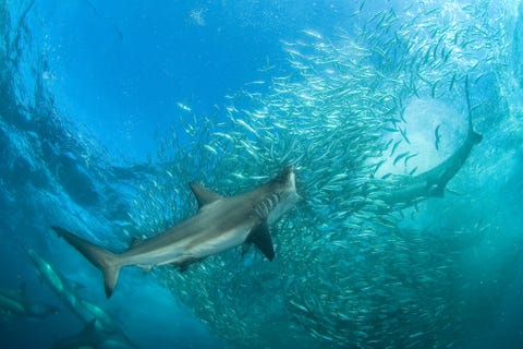 Vreetfestijn In de Indische Oceaan voor de kust van ZuidAfrika boort een hongerige koperhaai zich in een school sardines Het was een van de meest ongelooflijke natuurmomenten van mijn leven zegt fotograaf Thomas Peschak