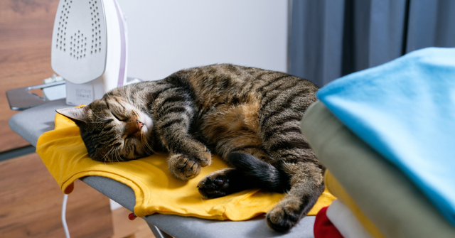 cat sleeping on a yellow shirt on an ironing board, how to remove cat hair from clothes