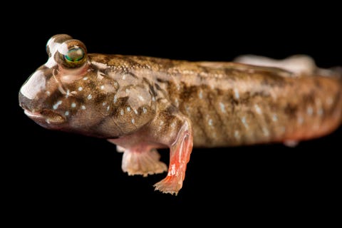 Grondel van de soort Periophthalmus novemradiatus gefotografeerd in het Newport Aquarium