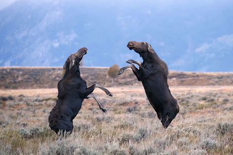 Elanden sparren in Grand Teton National Park Wyoming