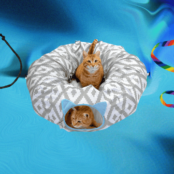 18 best cat toys to entertain bored kitties 18 best cat toys to entertain bored kitties