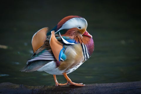 Mandarin duck Dublin Leinster Ireland