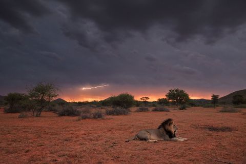 Een leeuw een alfamannetje rust bij zonsondergang uit in de Kalahariwoestijn waar minder dan 250 millimeter regen per jaar valt