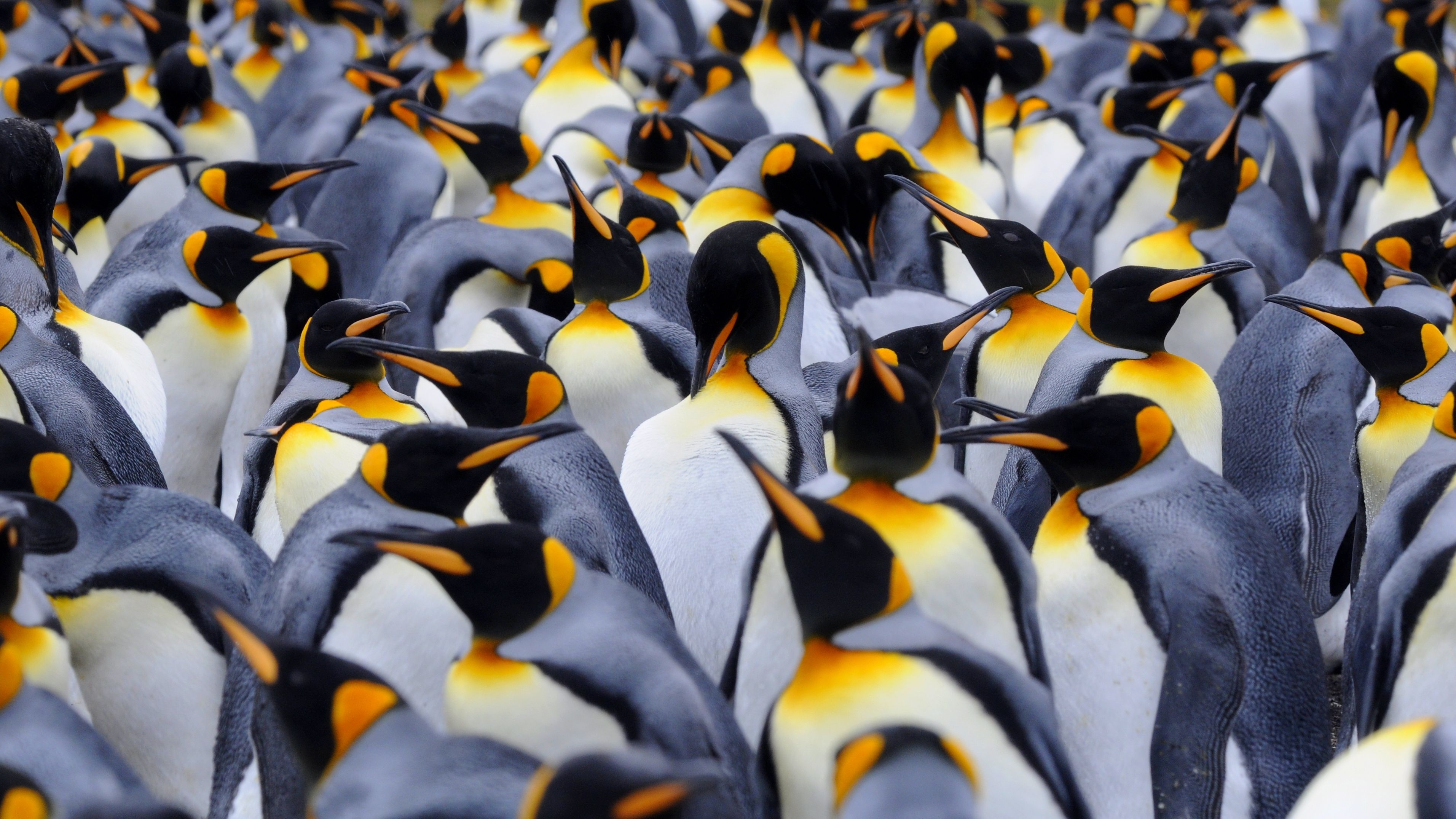 30 Absolutely Delightful Facts You Never Knew About Penguins