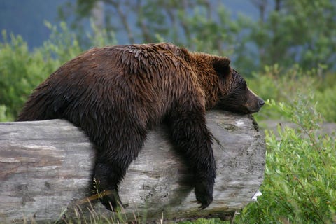 Toen ik door Alaska reisde bezocht ik het Alaskan Wildlife Refuge en had de gelegenheid om de grizzlyberen in het water te zien spelen Deze beer besloot dat hij een dutje nodig had klom op een boomstam ging liggen en viel in slaap schrijft Your Shotfotografe Carol Bock