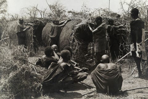 In Tanzania bouwen Maasaivrouwen kralen traditionele omheiningen voor het houden van vee terwijl de mannen toekijken 1909
