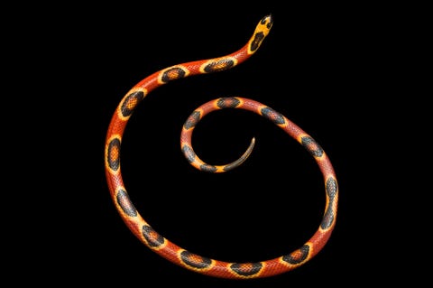 Deze Texaanse koraalslang Micrurus tener in de Houston Zoo vertoont een mutatie in zijn kleuren en patroon Normaliter is de soort uitgerust met kleurige banden rond het lijf niet met vlekken