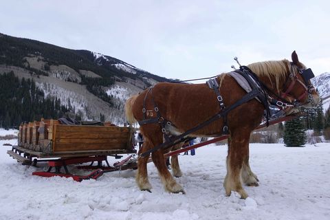 Winter, Horse, Working animal, Snow, Freezing, Halter, Sorrel, Rein, Horse tack, Pack animal, 