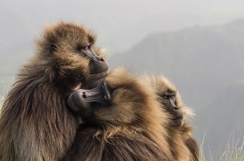 Gelada bavianen kruipen tegen elkaar aan na een ijzige nacht in het Simiengebergte in Ethiopi De geladas komen alleen in dit deel van de wereld voor waar de temperatuur vaak omschreven wordt als elke dag zomer elke nacht winter