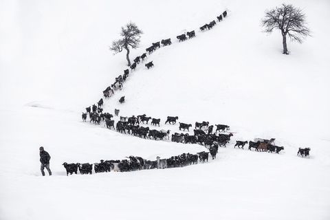 Een geitenherder trekt door de sneeuw in Beysehir in Turkije Volgens de Voedsel en Landbouworganisatie van de Verenigde Naties zijn er 655 miljoen geiten en schapen in Turkije  wat neerkomt op ongeveer 215 geiten per vierkante mijl