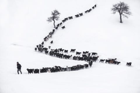Een geitenherder trekt door de sneeuw in Beysehir in Turkije Volgens de Voedsel en Landbouworganisatie van de Verenigde Naties zijn er 655 miljoen geiten en schapen in Turkije wat neerkomt op ongeveer 215 geiten per vierkante mijl