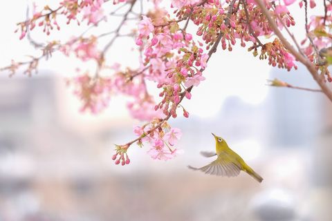 Een vogel inspecteert een kersenboom voordat alle bloesems in volle bloei staan De iconische bomen vormen elk voorjaar de start van Japans drukste reisseizoen