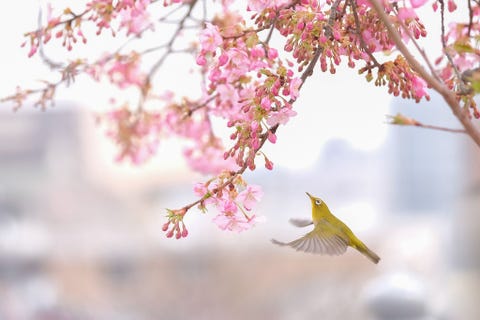 Een vogel inspecteert een kersenboom voordat alle bloesems in volle bloei staan De iconische bomen vormen elk voorjaar de start van Japans drukste reisseizoen
