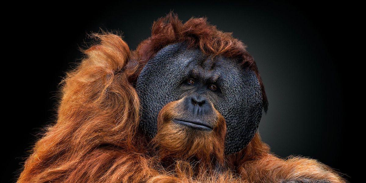 Een mannelijke orangoetan maakt oogcontact met de camera De wangflappen flanges genaamd maken mannelijke orangoetans aantrekkelijker voor vrouwtjes Recent onderzoek wijst uit dat de wangflappen soms pas na twintig jaar zichtbaar zijn maar dat hun groei direct samenhangt met het testosteronniveau