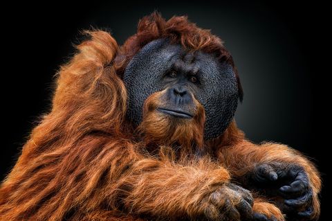 Een mannelijke orangoetan maakt oogcontact met de camera De wangflappen flanges genaamd maken mannelijke orangoetans aantrekkelijker voor vrouwtjes Recent onderzoek wijst uit dat de wangflappen soms pas na twintig jaar zichtbaar zijn maar dat hun groei direct samenhangt met het testosteronniveau