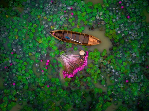 Een vrouw oogst waterlelies in de Mekong Delta van Vietnam In de vruchtbare regio vind je een rijkdom aan planten en dieren Haar argrarische opbrengt leverde de delta de bijnaam Vietnams rijstkom op