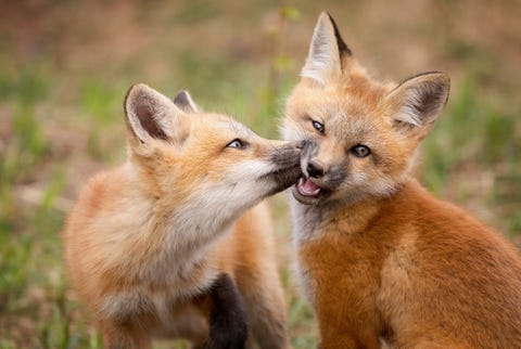Jonge vossen spelen in een veld in Prince Edward Island in Canada Er zijn gemiddeld vier tot zes jongen in een vossennest Ze blijven ongeveer zeven maanden bij hun ouders