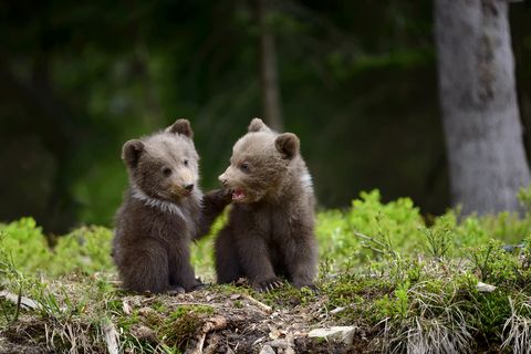 Twee beerwelpen spelen in een bos van de Karpaten in Oekrane Your Shotfotograaf Volodymyr Burdiak zegt dat hij niet verwachtte dat ze uit de struiken zouden komen en hij had maar een paar seconden om deze foto te maken voordat ze met hun moeder terug in het bos verdwenen