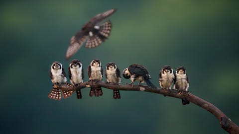 Een kudde valken verzamelt zich op een boomtak in Wuyuan Jiangxi China De kleine vogels zijn slechts zes tot acht centimeter groot en eten alles van insecten tot kleine knaagdieren