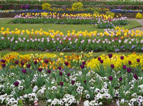 Flower, Flowering plant, Plant, Spring, Meadow, Botany, Garden, Tulip, Wildflower, Groundcover, 