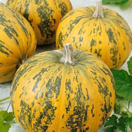 types of pumpkin like the pepitas variety